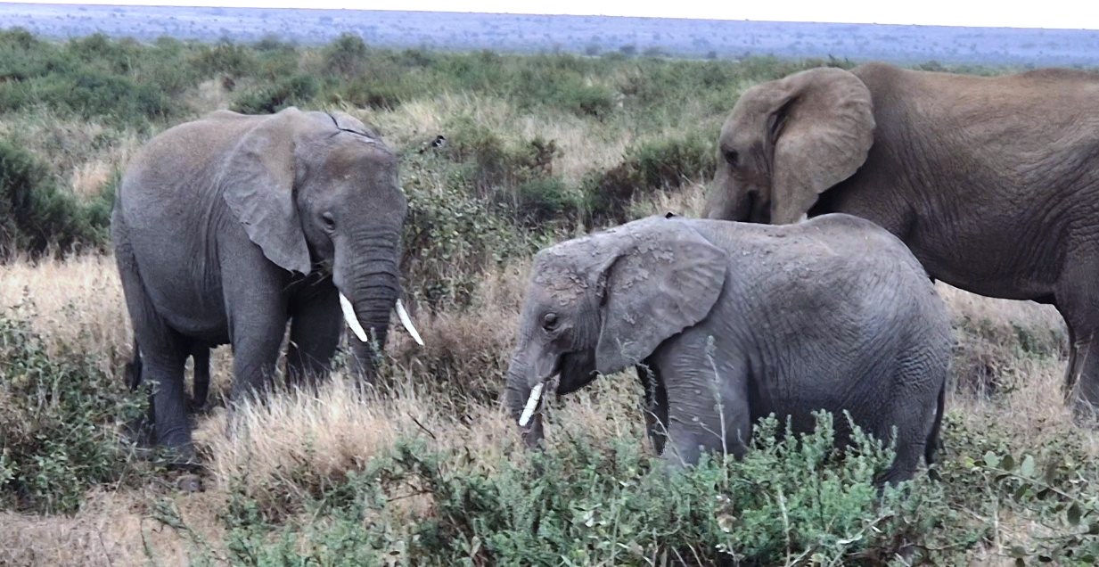 Tsavo Ost Safari im Sonnenuntergang